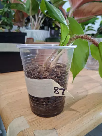 plant/87 Squamiferum Philodendron-0-thumbnail