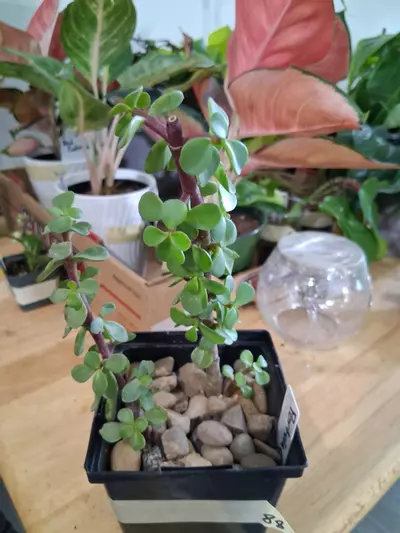 plant/88 Elephant Bush-1-thumbnail