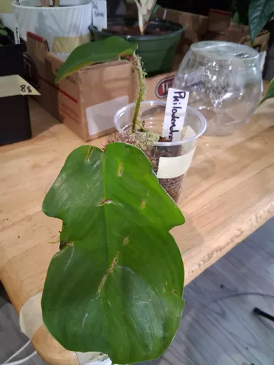 plant/86 Squamiferum Philodendron-1-thumbnail