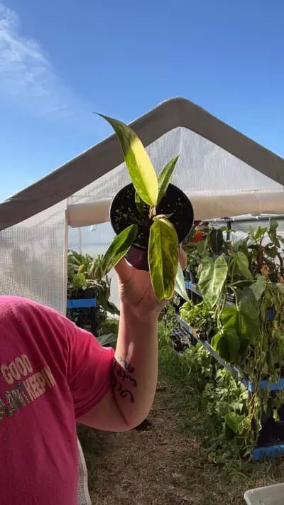 plant/4” philo caramel marble-0-thumbnail