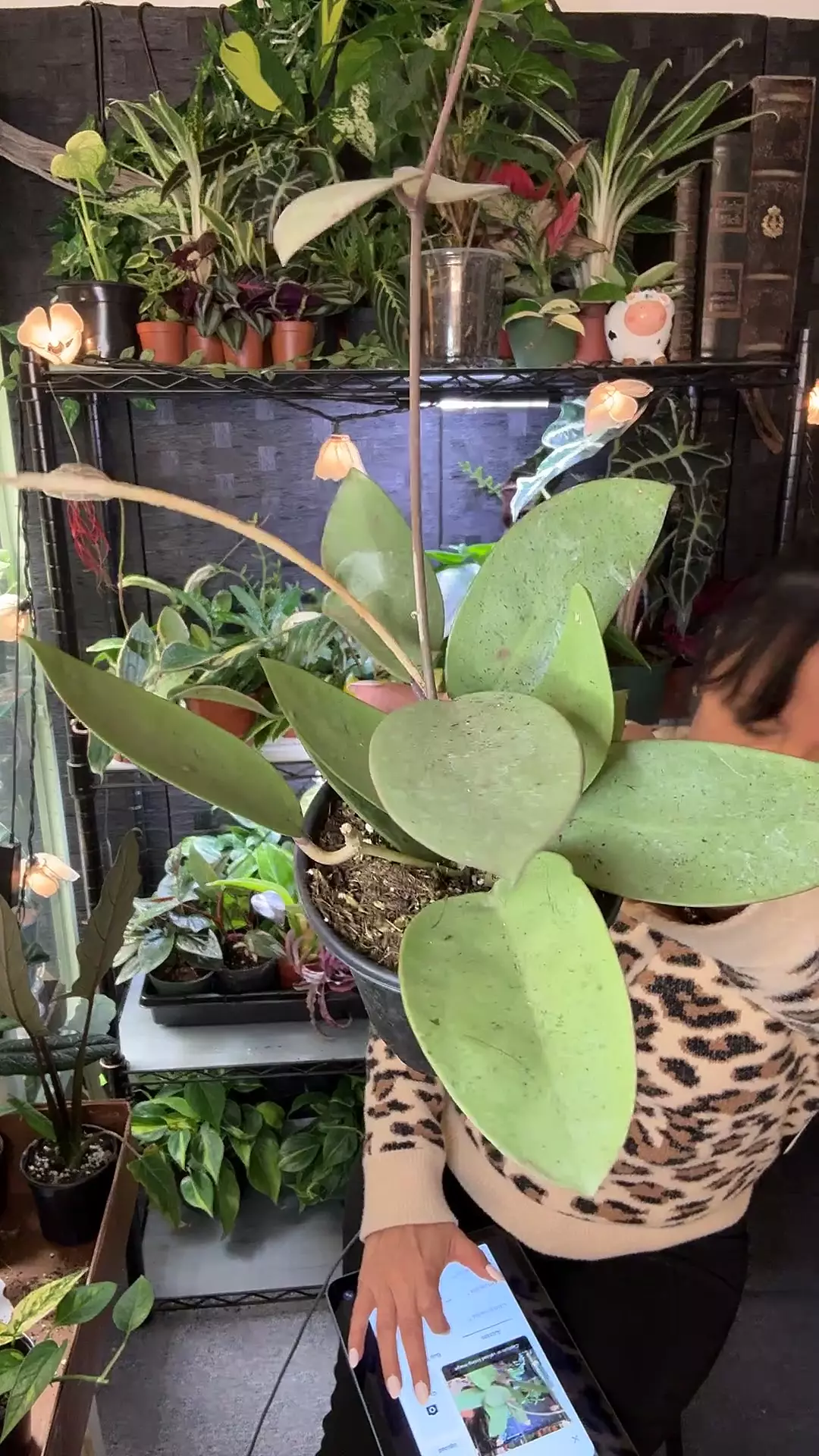 plant/Hoya Silver Dollar 4”-0