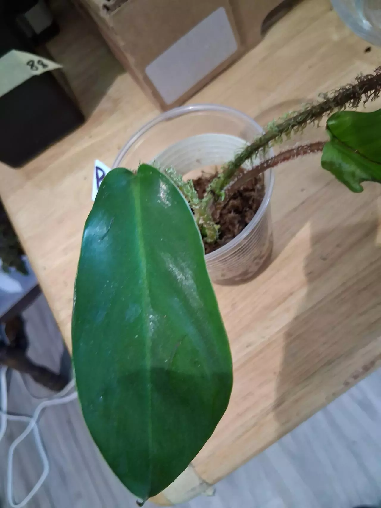 plant/86 Squamiferum Philodendron-2