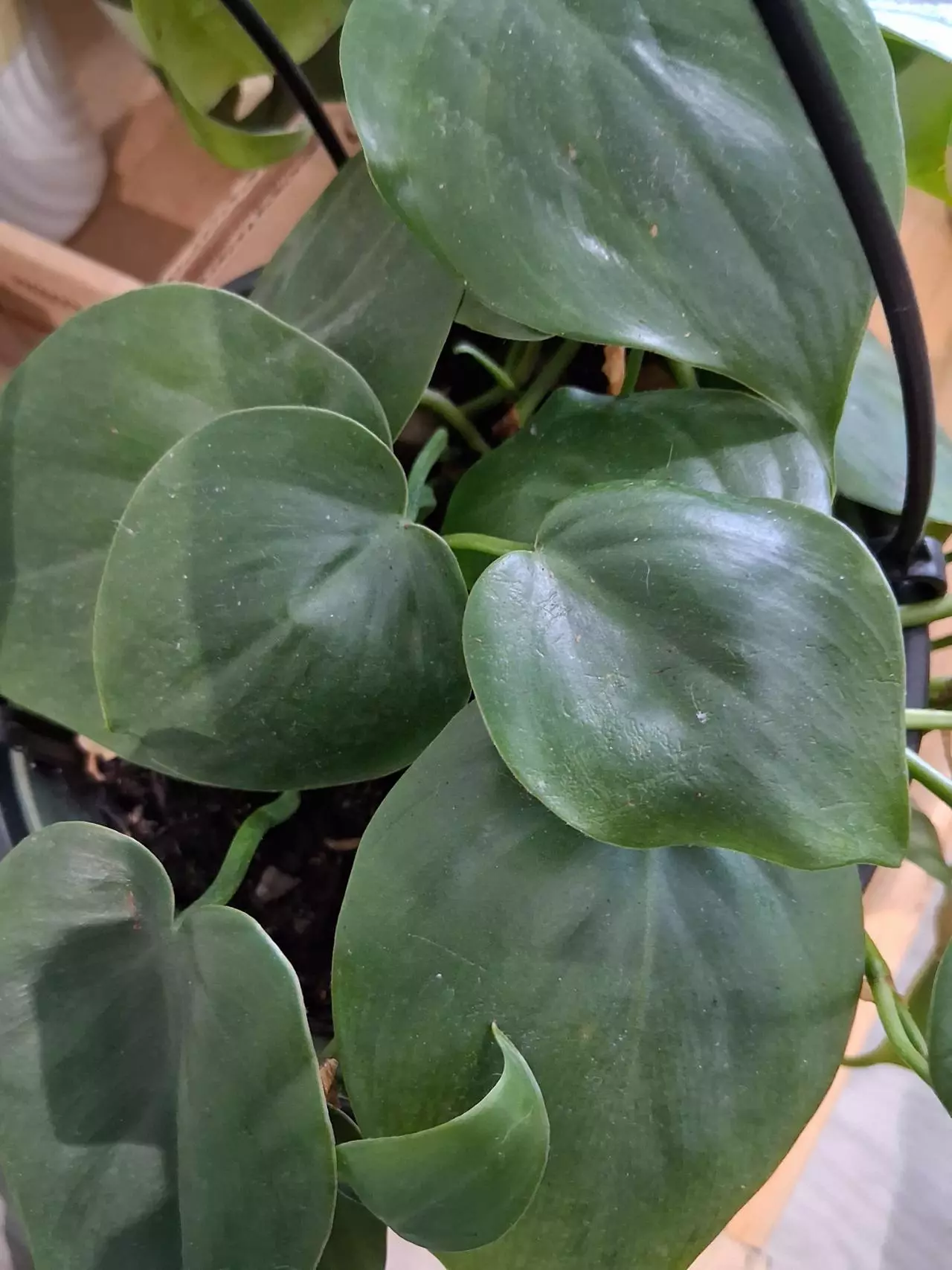 plant/83 Heart Leaf Philodendron-2