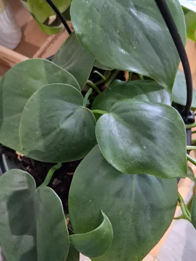 plant/83 Heart Leaf Philodendron-2-thumbnail