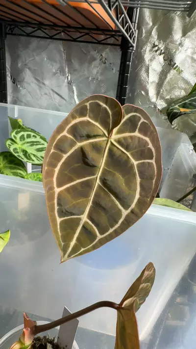 plant/A7 batch 3 red crystal hybrid-0-thumbnail