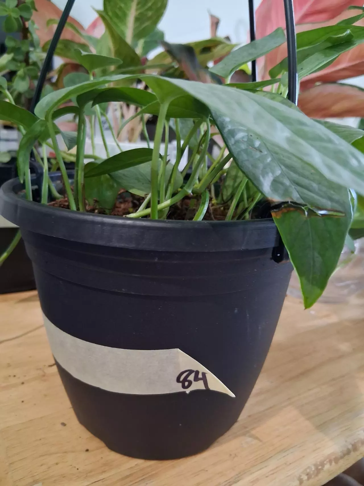 plant/Cebu Blue Epipremnum Pinnatum-0