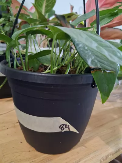 plant/Cebu Blue Epipremnum Pinnatum-0-thumbnail