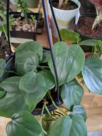 plant/83 Heart Leaf Philodendron-1-thumbnail