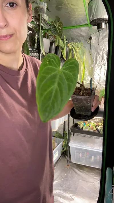 plant/A5  Pap regale x pap 100-0-thumbnail