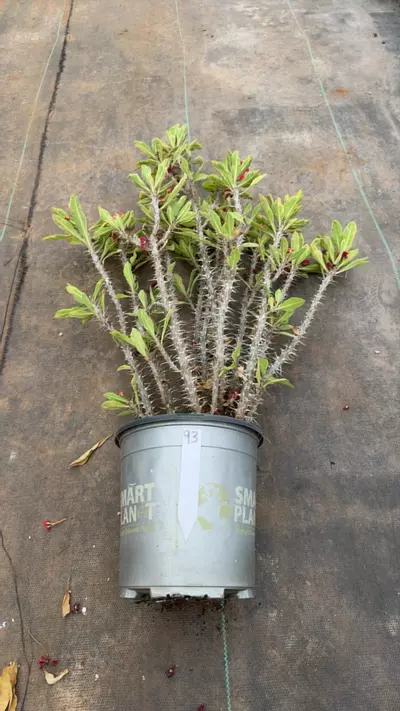 plant/93-0-thumbnail