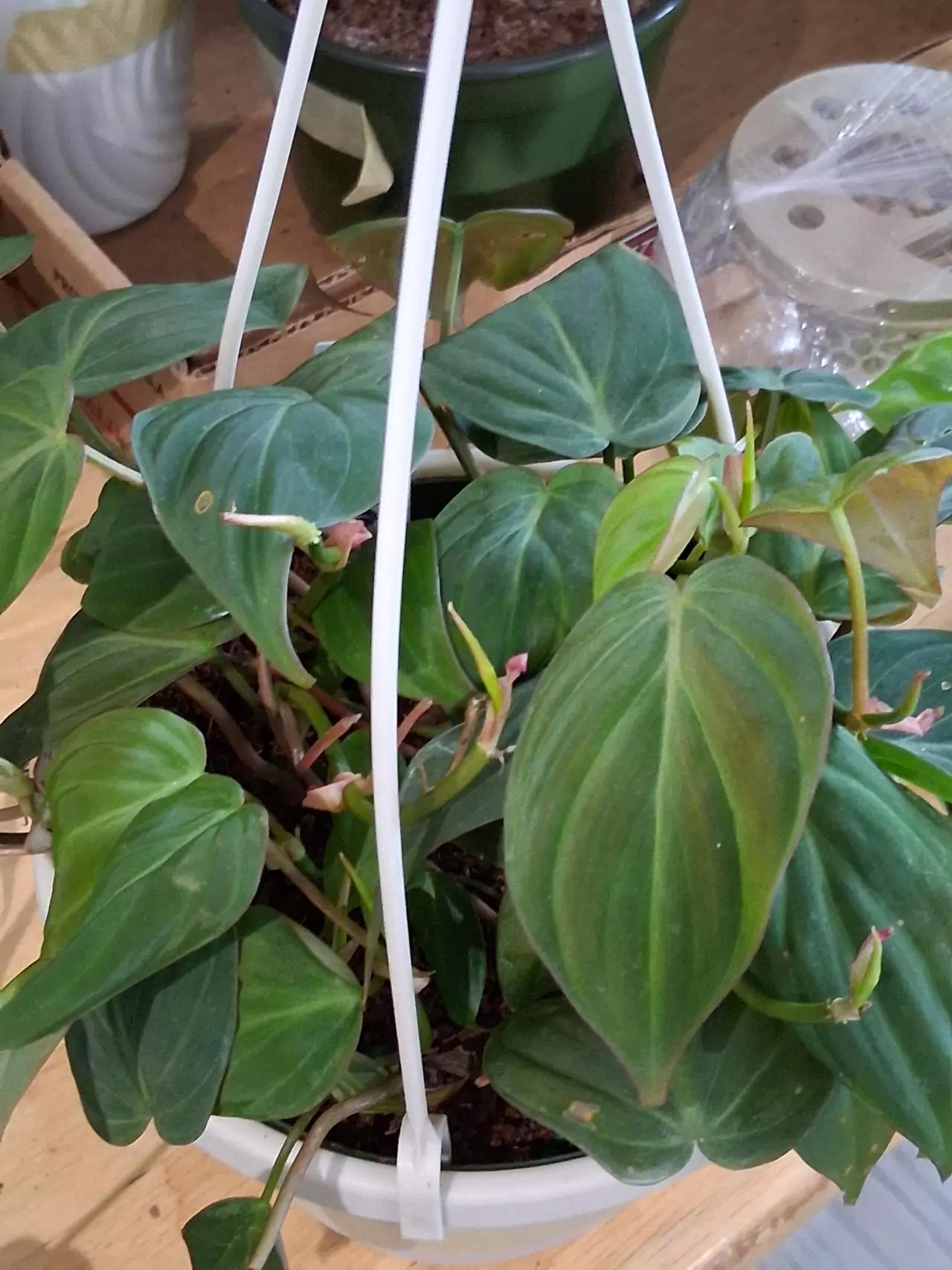 plant/82 Micans Philodendron-1