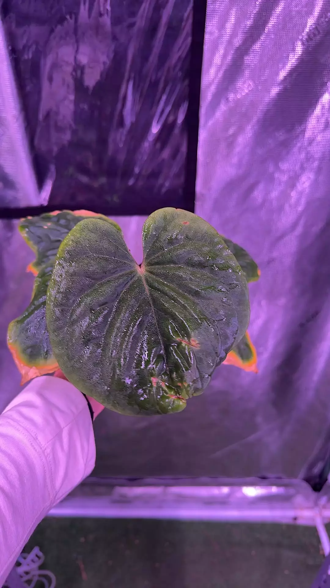 plant/kuna PM5 x PM3-0