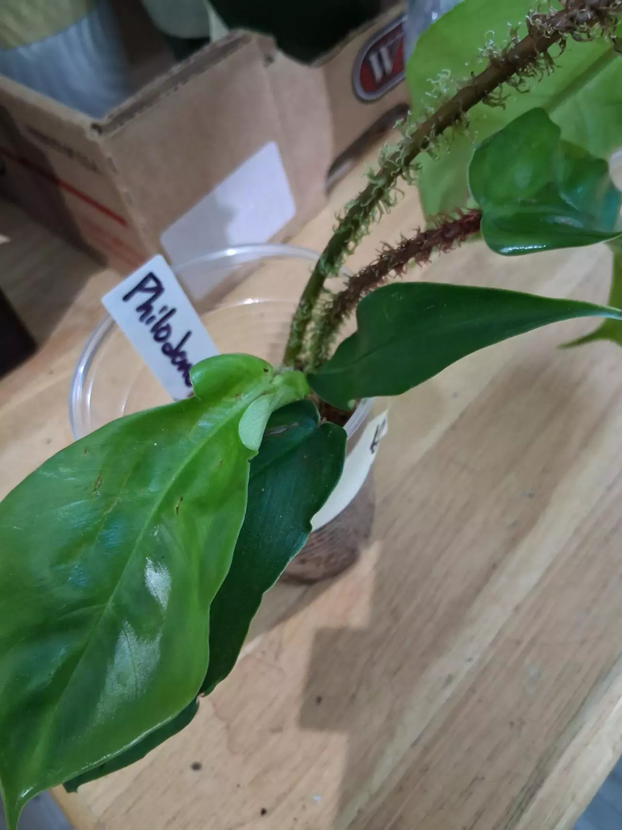 plant/85 Squamiferum Philodendron-2