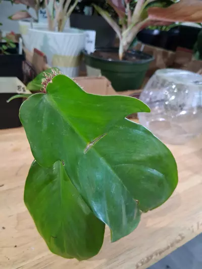 plant/85 Squamiferum Philodendron-1-thumbnail
