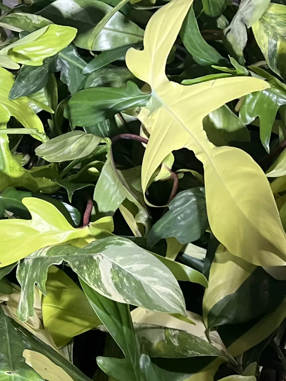 plant/Florida beauty import growers choice-0