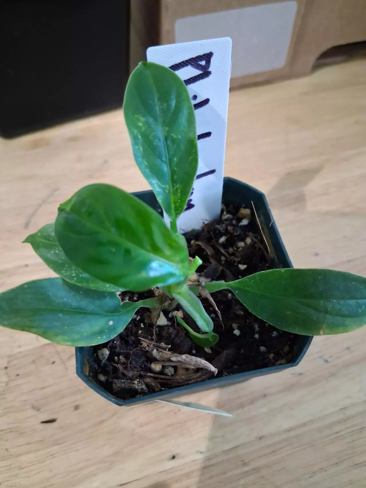 plant/89 Campii Philodendron-1