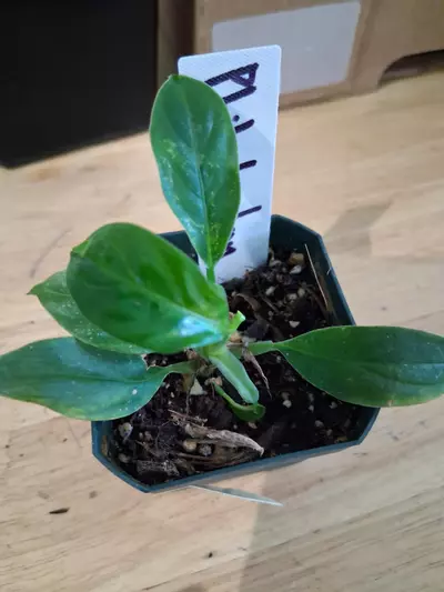 plant/89 Campii Philodendron-1-thumbnail