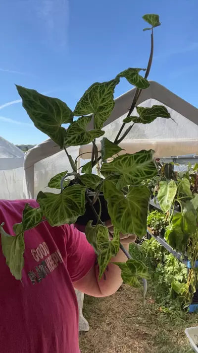 plant/4” Syngonium Batik-0-thumbnail