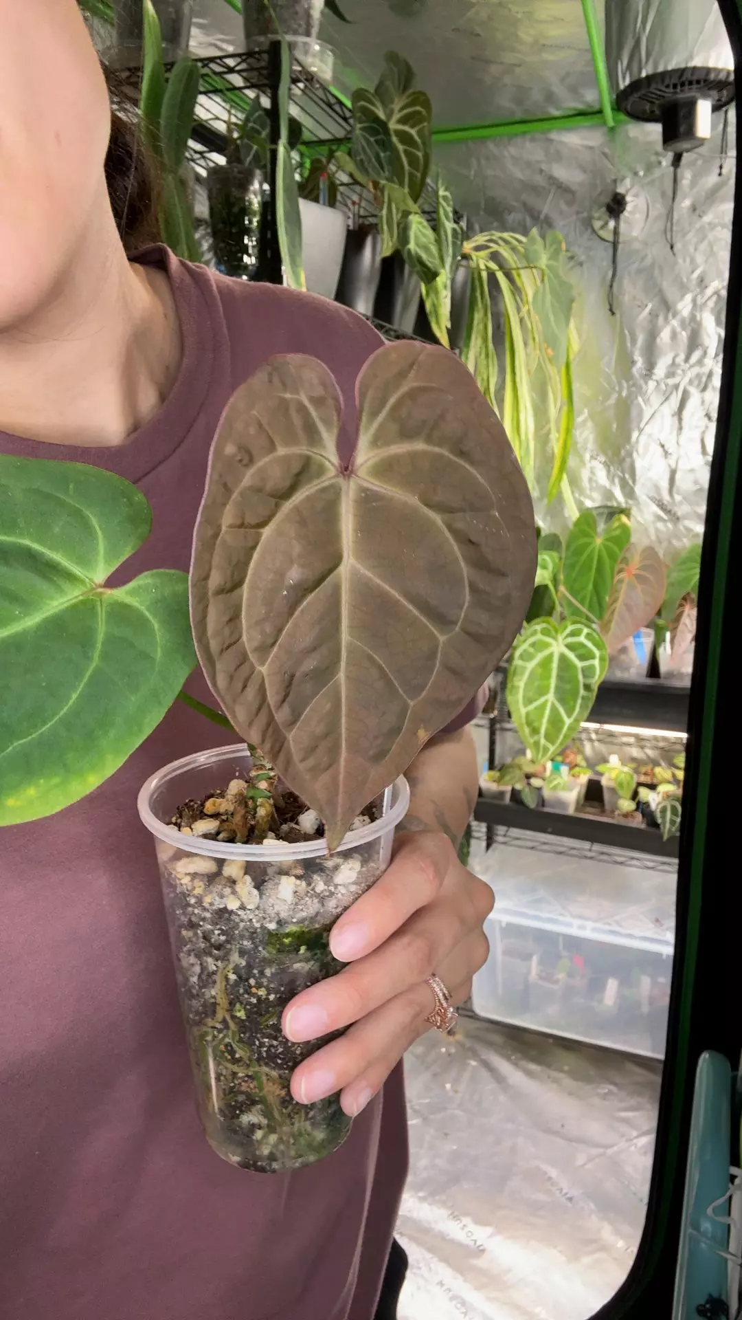 plant/A7 pap x pap red storm-0