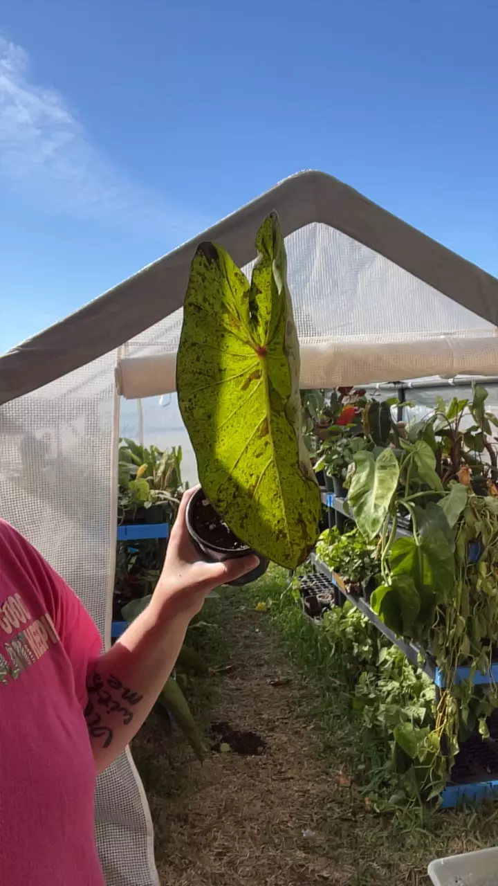 plant/Colocasia mojito-0