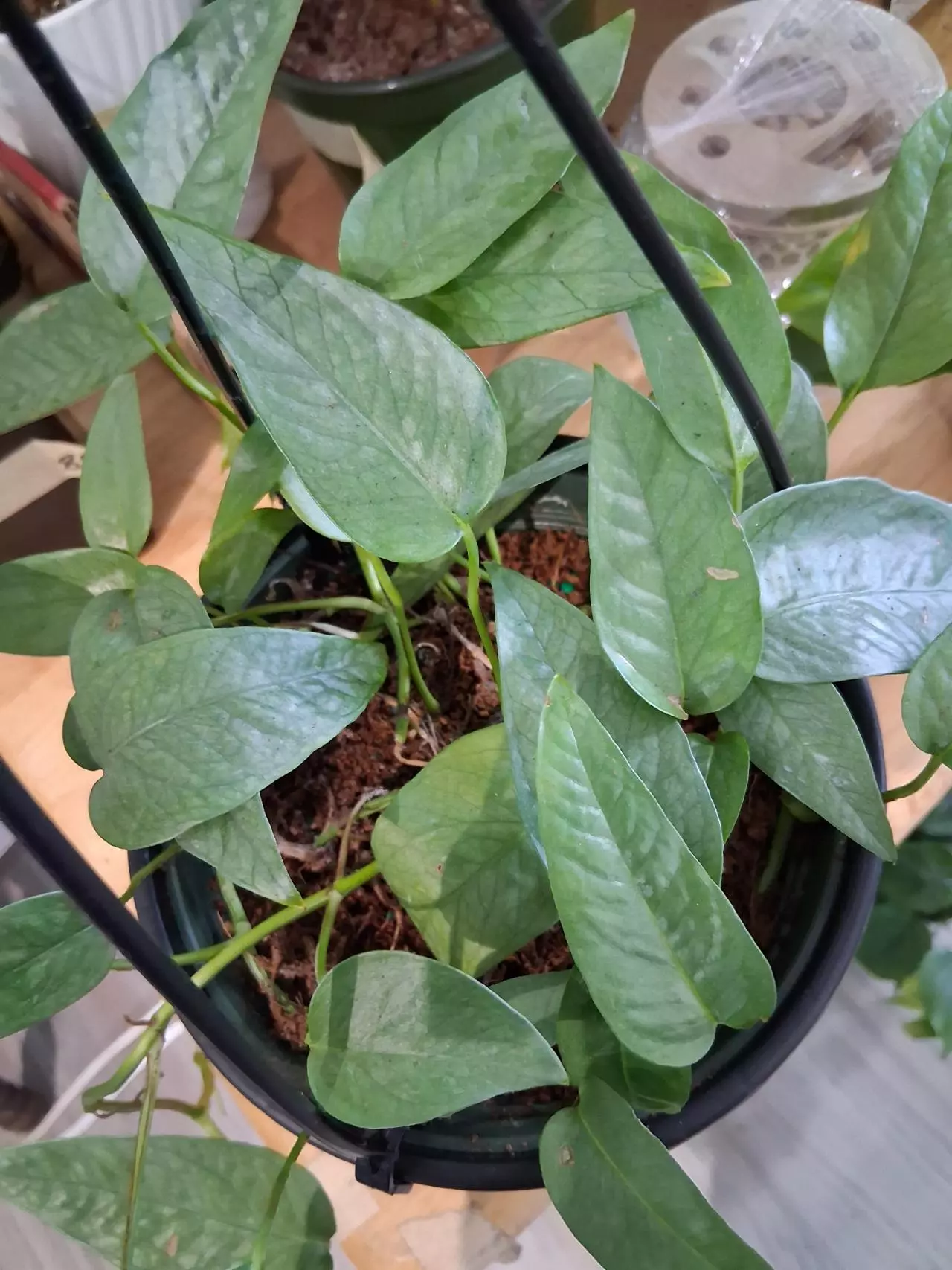 plant/Cebu Blue Epipremnum Pinnatum-1