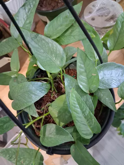 plant/Cebu Blue Epipremnum Pinnatum-1-thumbnail