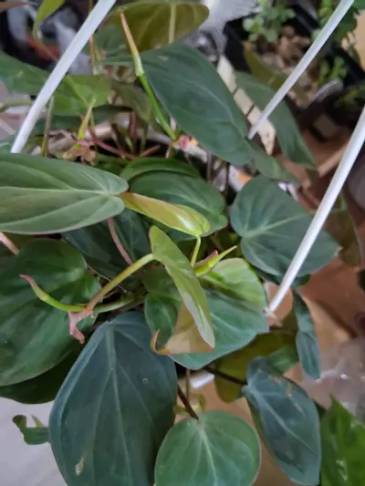 plant/82 Micans Philodendron-2-thumbnail