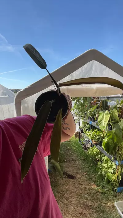 plant/4” Philo Bicolor-0-thumbnail