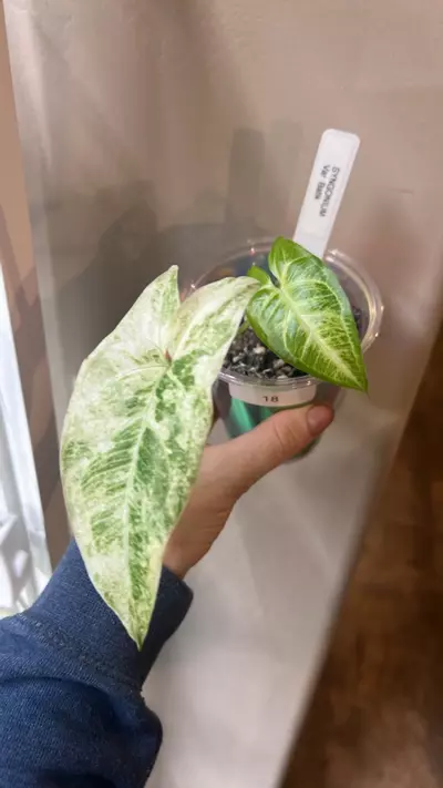 plant/syngonium variegated batik-0-thumbnail