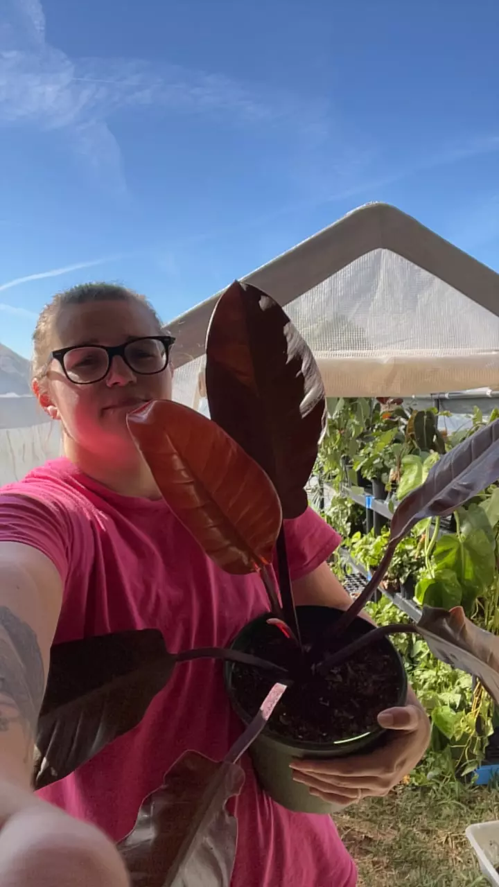 plant/8” sun red-0