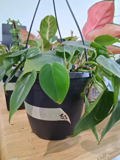 plant/83 Heart Leaf Philodendron-0-thumbnail