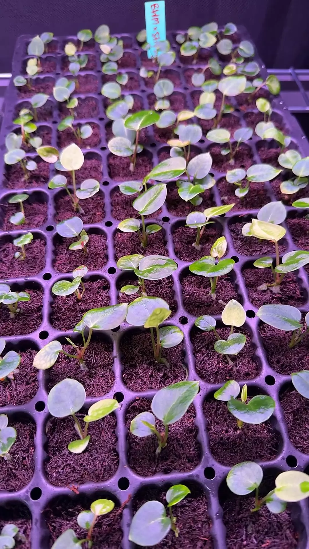 plant/BWM x Stripey-0