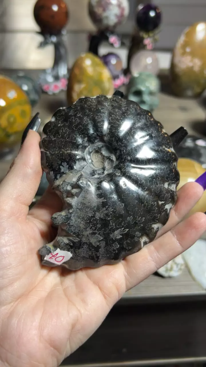 plant/Carbon Ammonite from Russia-0