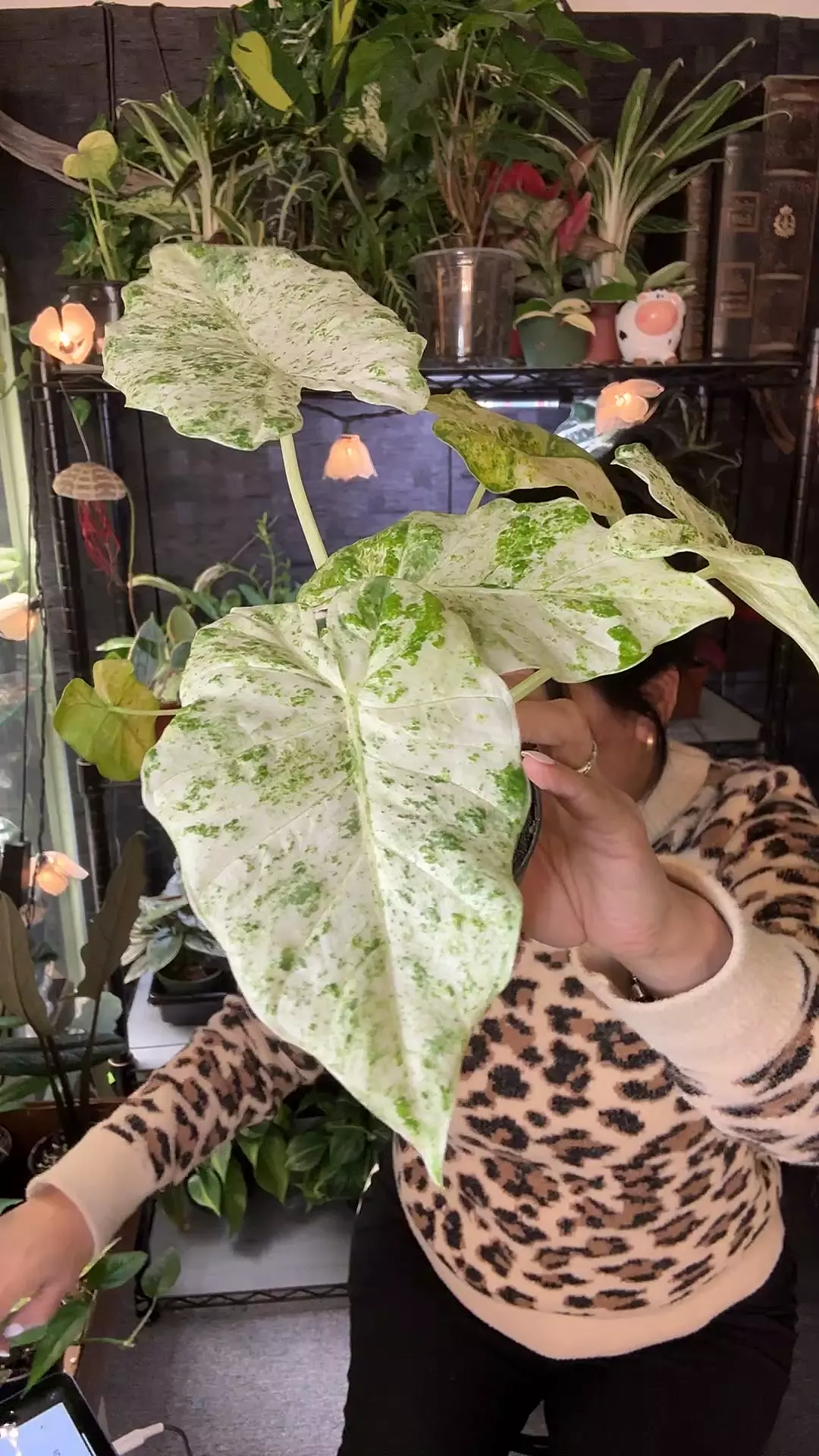 plant/Alocasia Blizzard 4”-0