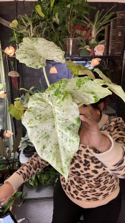 plant/Alocasia Blizzard 4”-0-thumbnail