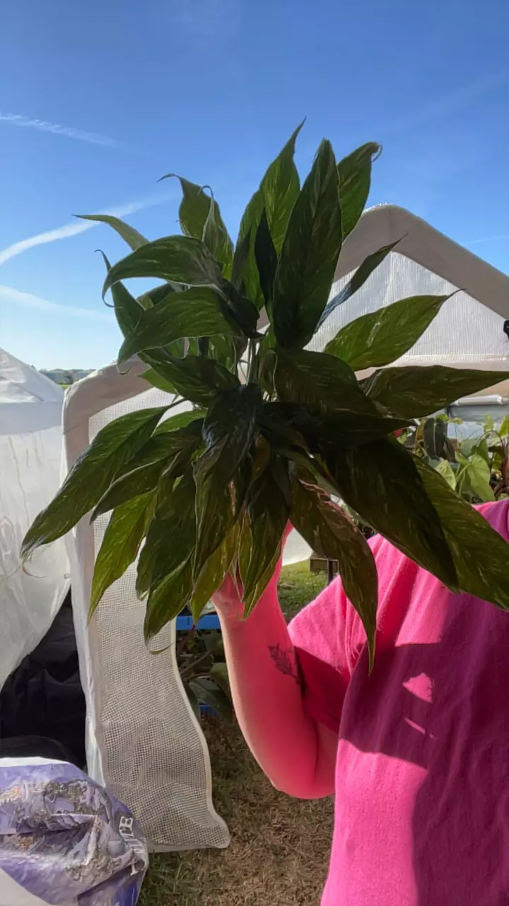 plant/4” peace lily domino-0