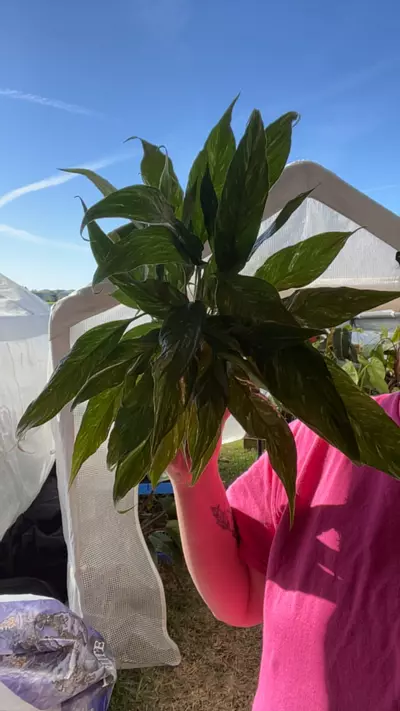 plant/4” peace lily domino-0-thumbnail