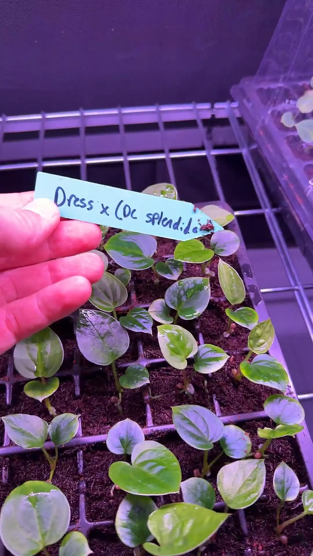 plant/RG dressleri F2xblack x ((dress x carla) x splendidum)-0