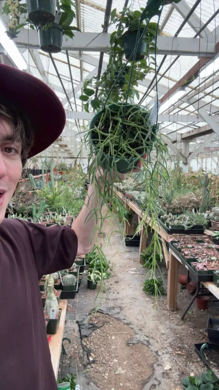 plant/H841 linearis-0