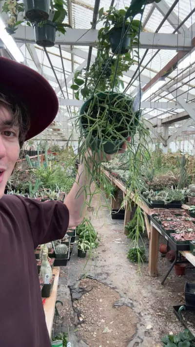 plant/H841 linearis-0-thumbnail