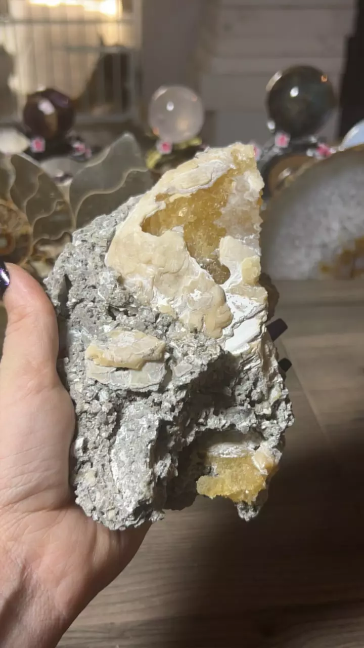 plant/Calcite Replaced Clam from Rucks’ Pit, Florida-0