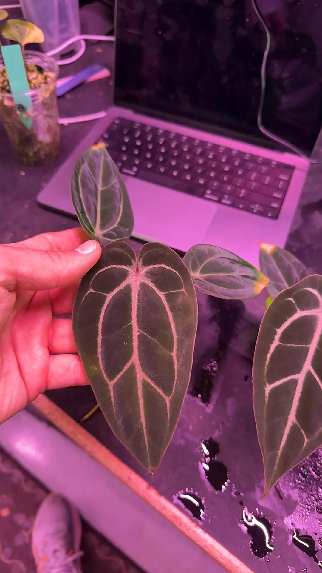 plant/Carla x black besseae aff-0