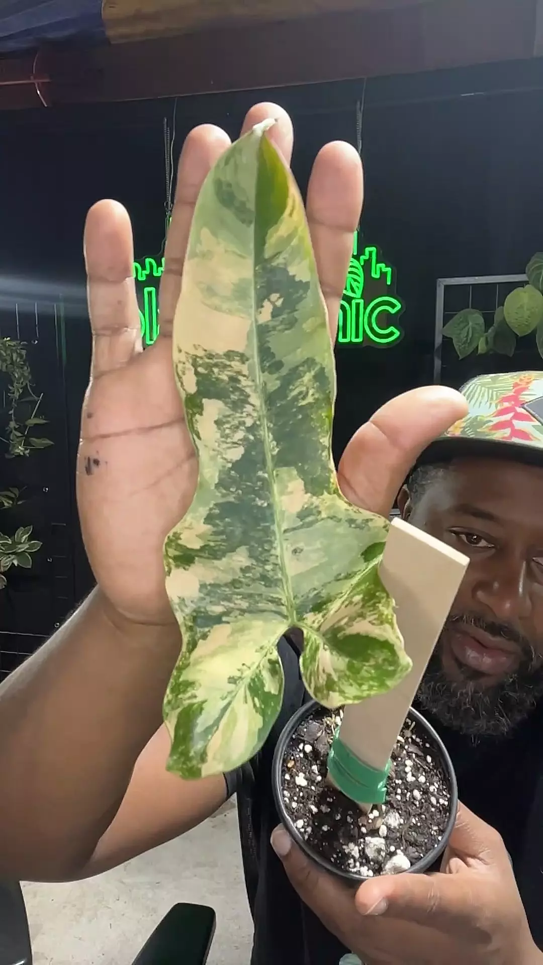 plant/philodendron brown beauty - flobe x dark Billie rooted cut-0