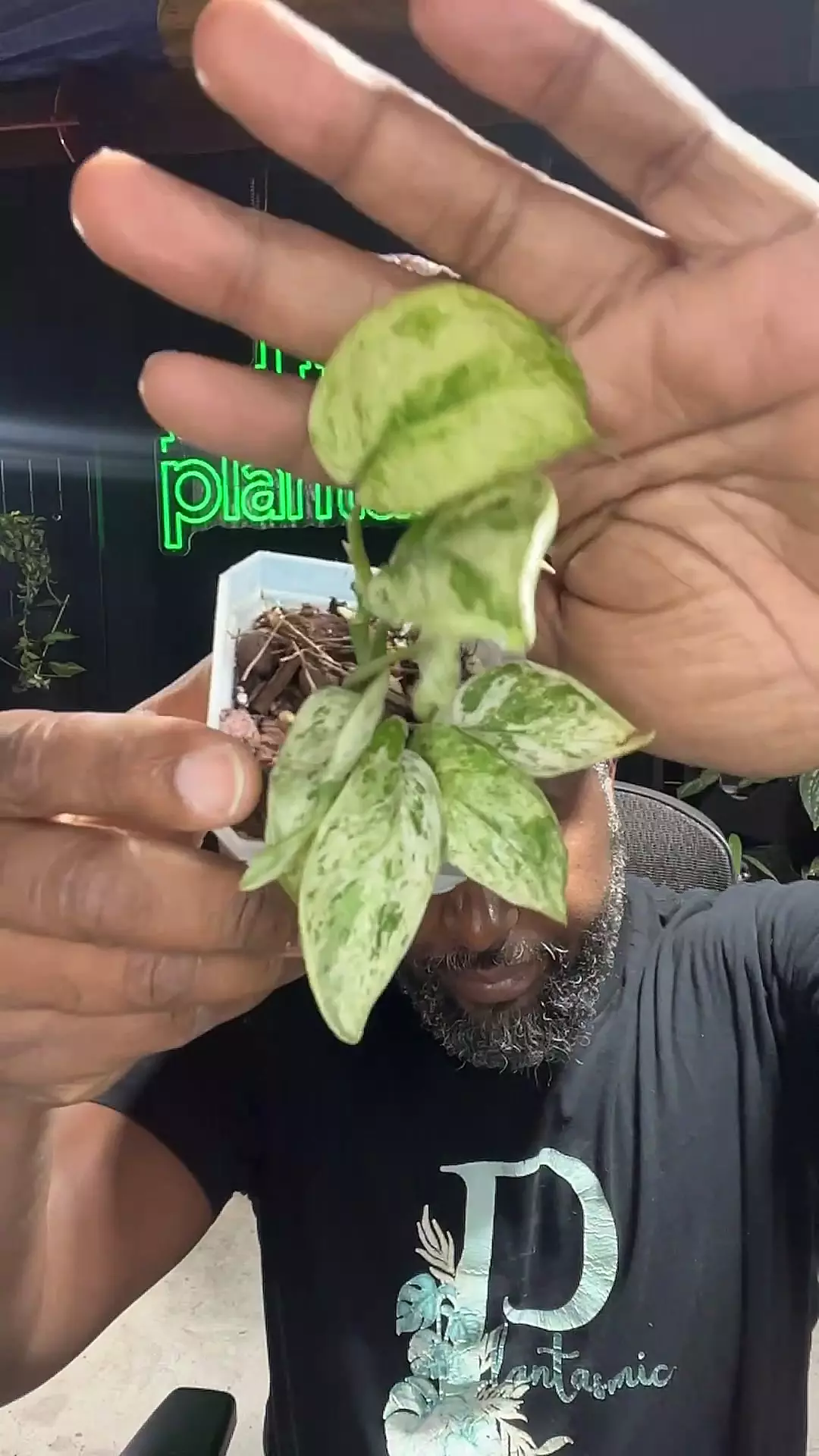 plant/scindapsus Jade satin marble-0