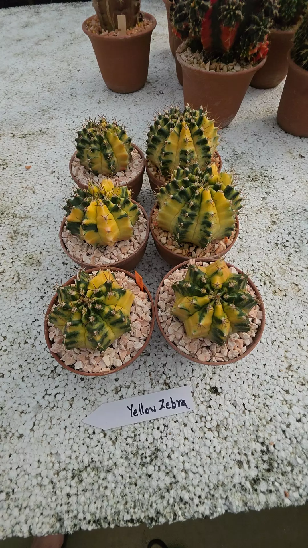 plant/gymnocalycium yellow zebra gc-0