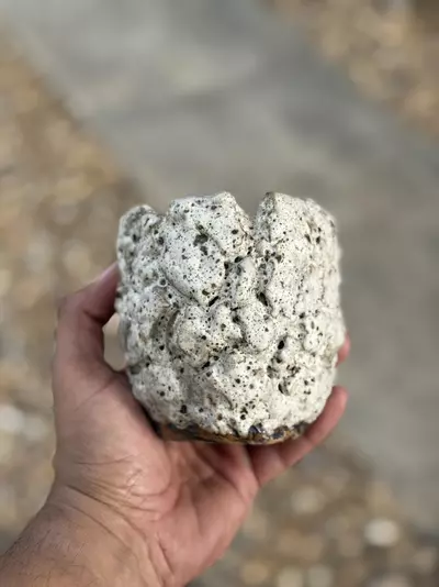 plant/Oreo 3.75x4H-0-thumbnail