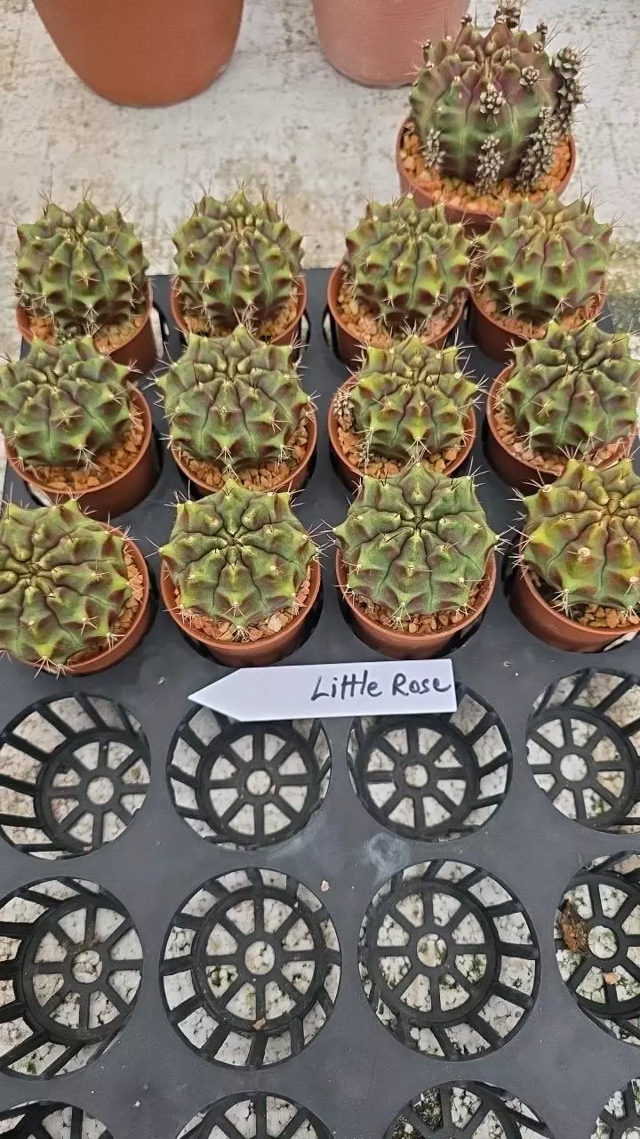 plant/gymnocalycium little rose gc-0