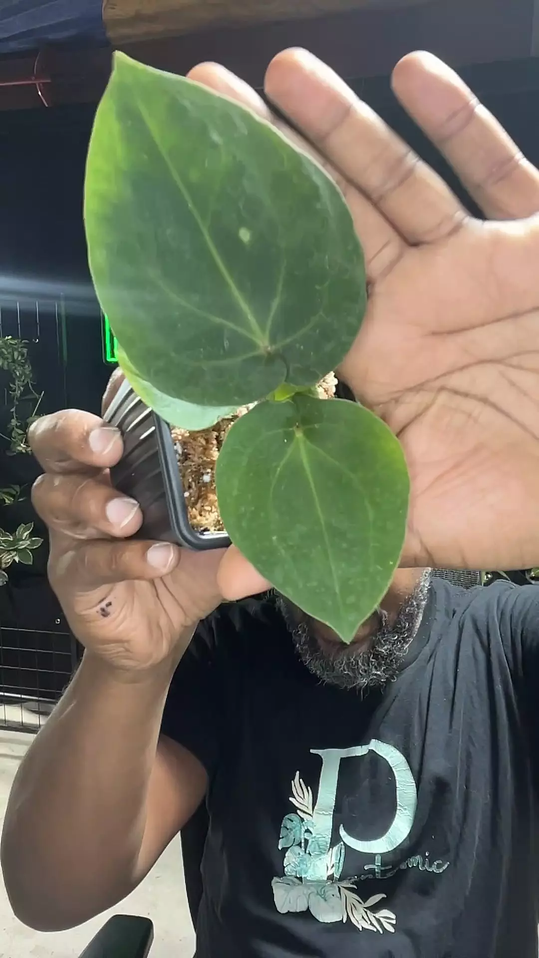 plant/Besseae x dressleri import-0