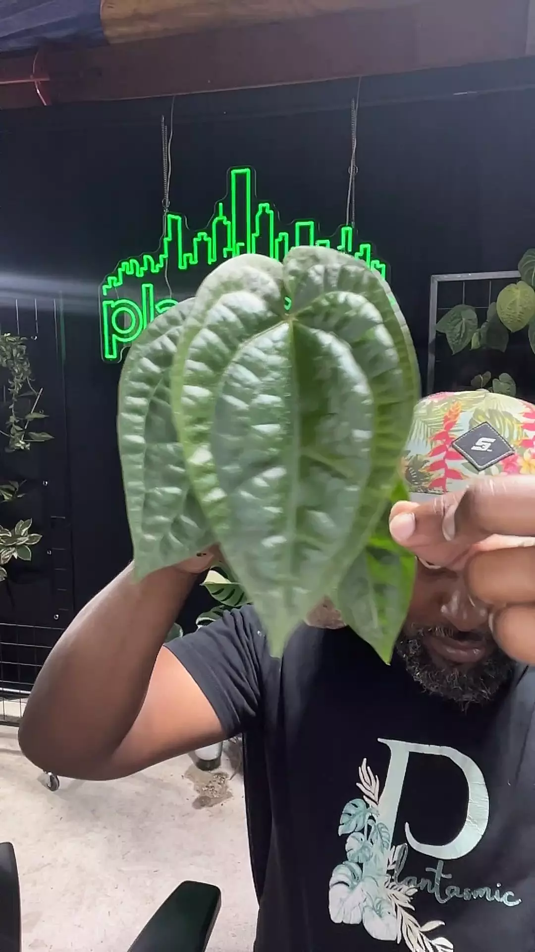 plant/anthurium Magnificum x Luxurians-0