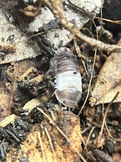 plant/10 ct Panda King (❄️Overnight shipping only❄️)-0-thumbnail